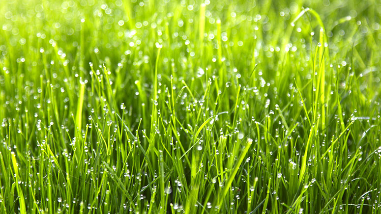 Dew on grass